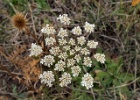 WILD CARROT 